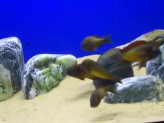 F0 İlangi Yellow Tankım