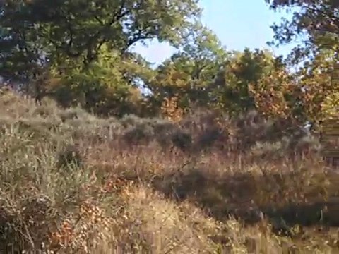 Chasse à tir en action dans le GERS