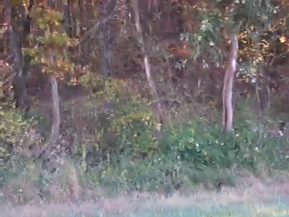 Le tir réussi du chevreuil sans une chasse du Gers