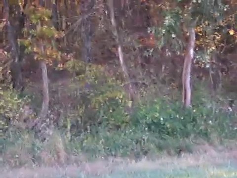 Le tir réussi du chevreuil sans une chasse du Gers