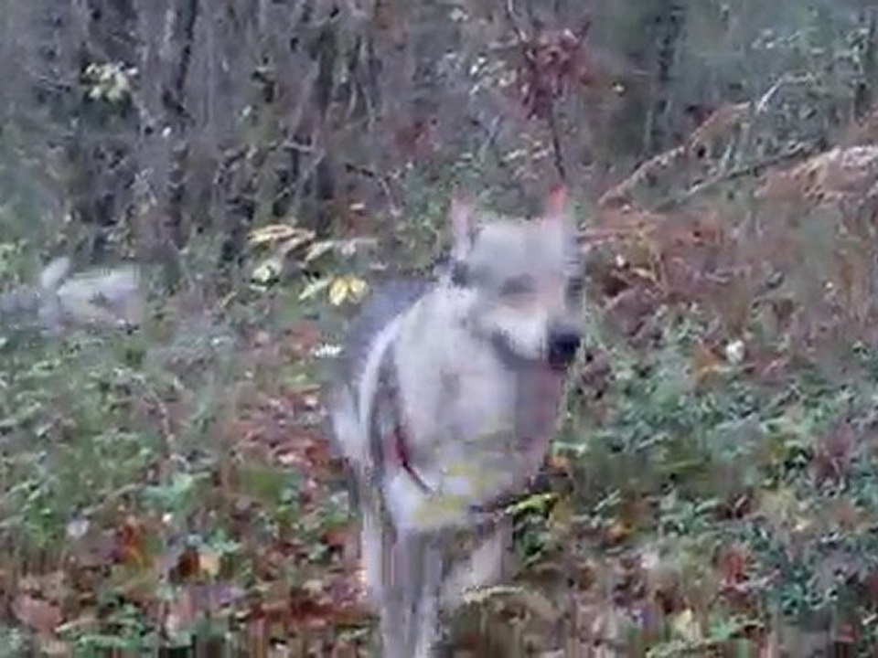 course de chien loup