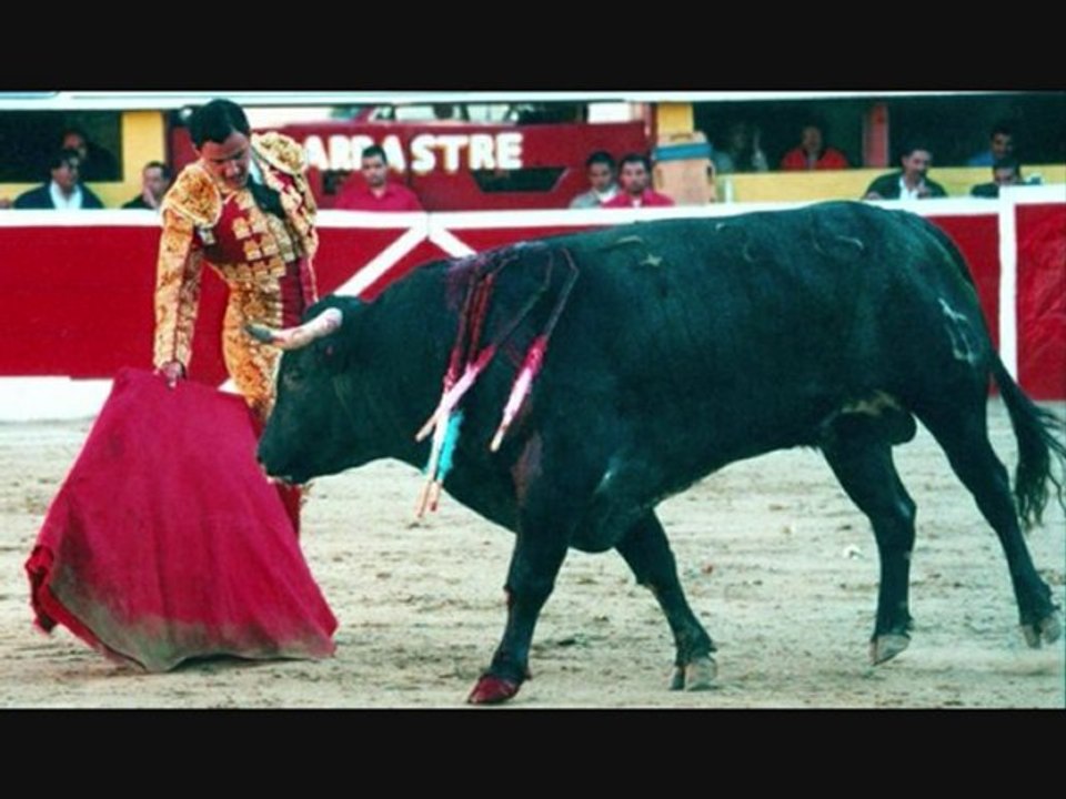Bullfights