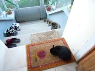 Le p'tit Vadrouille 2