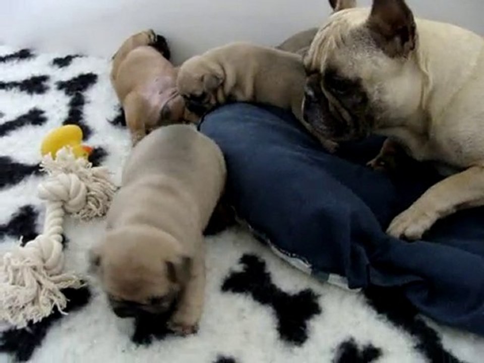 Chiots 2010 Apple et Arthur, 18 jours