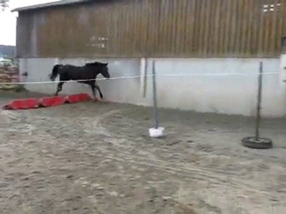Ecuries du Nevez Quatarina 1