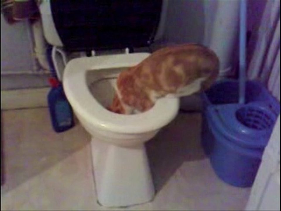 CHAT DANS TOILETTES