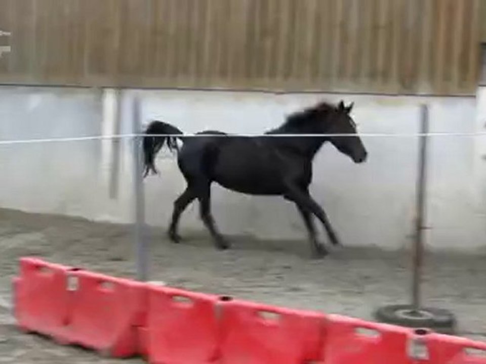 Ecuries du Nevez Quatarina 3
