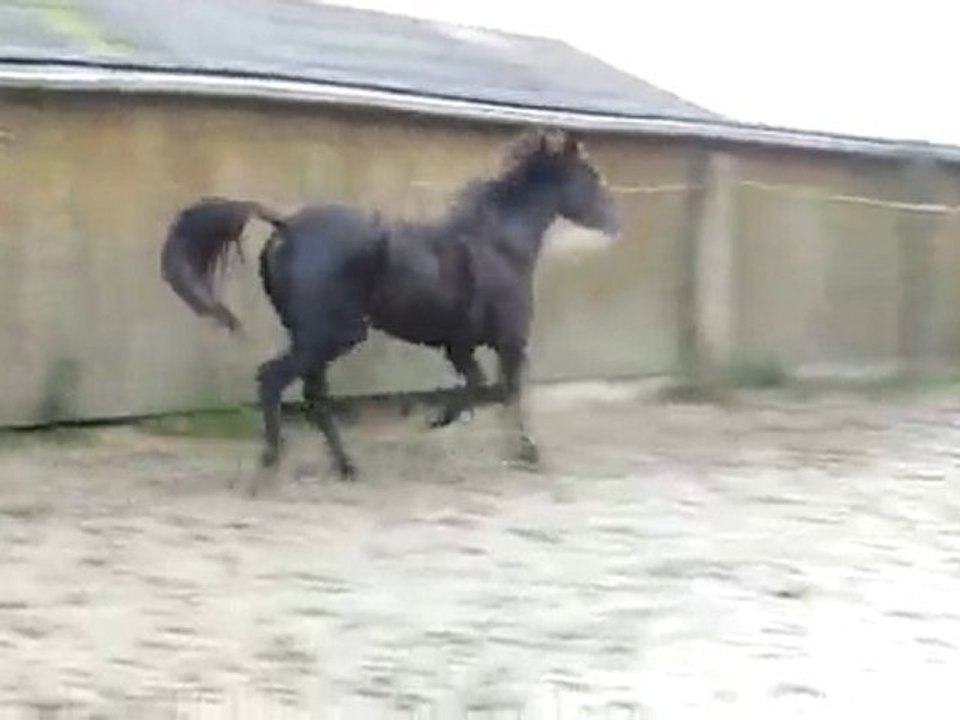 Ecuries du Nevez Quatarina trot