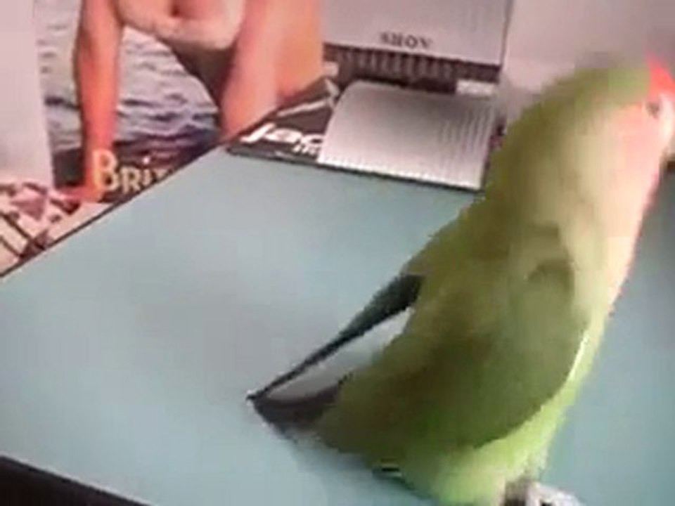 delipapagan