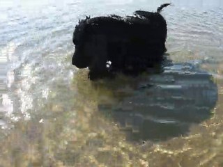 perla in  cerca di  telline