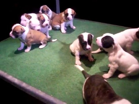 chiots bouledogue américain