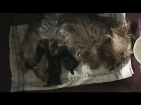 CHIOTS YORKSHIRE TERRIER