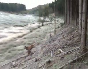 Où est passé ce faon ?