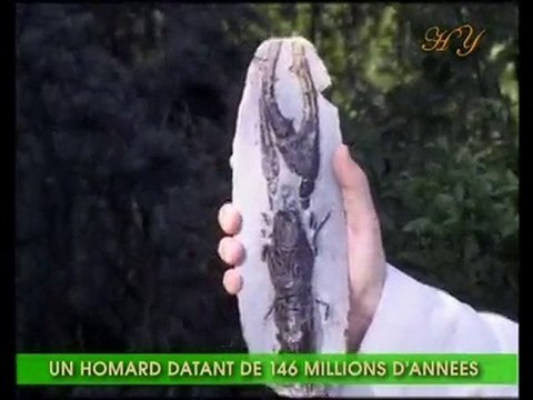 Exemples de fossiles vivants: Homard