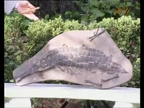 Exemples de fossiles vivants: Crocodile