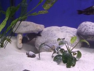 Tropheus Duboisi Halembe