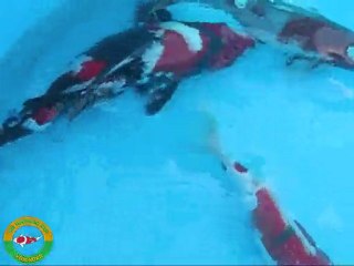 koi hunting bij kim's koi 20-11-2010