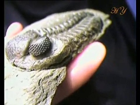 Exemples de fossiles vivants: Trilobite