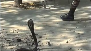 Comment maitriser un cobra à main nue (commandos thaïs)