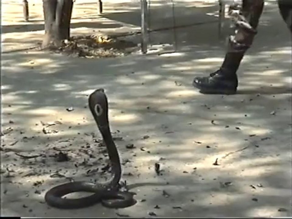Comment maitriser un cobra à main nue (commandos thaïs)