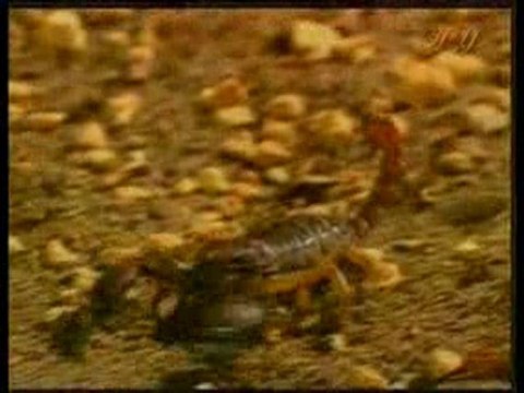 Exemples de fossiles vivants: Scorpion