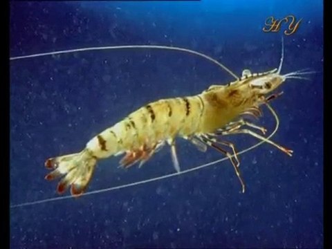 Exemples de fossiles vivants: Crevette