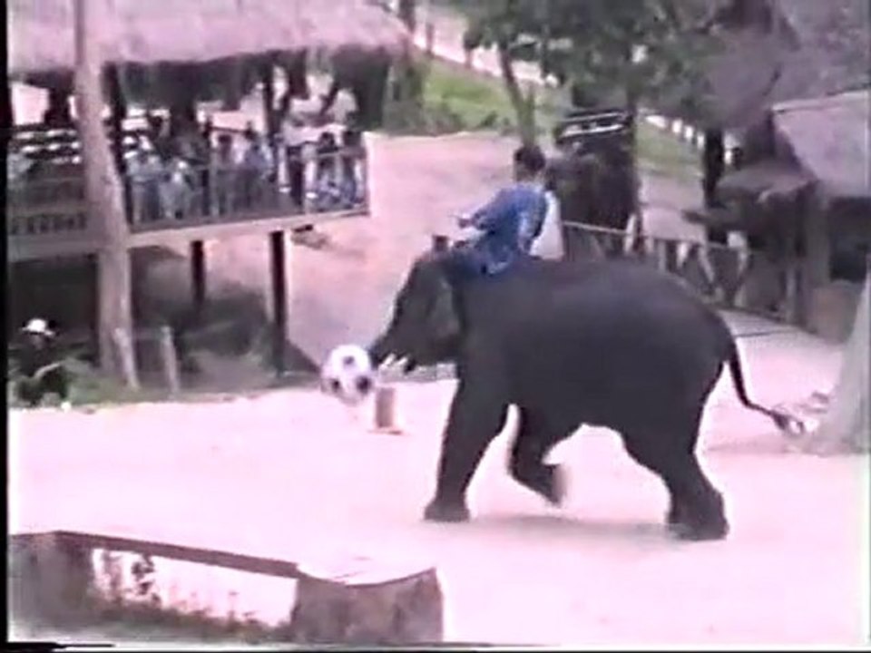 THAÏLANDE Camp des éléphants  région Chiang Mai .