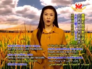 Rice Harvesting: From Fields to Familes - P1/2