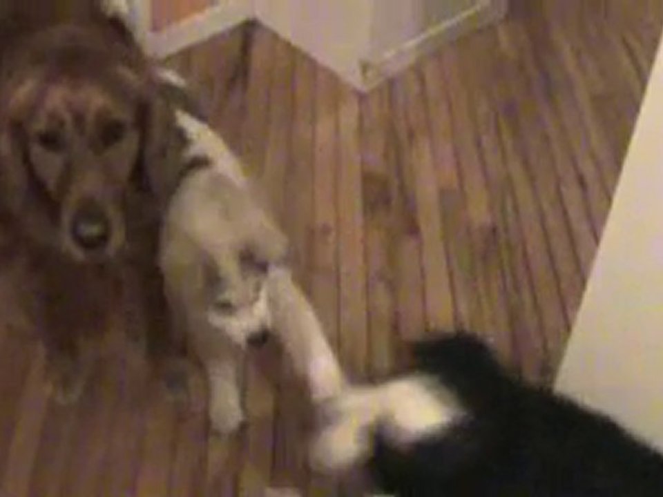 La récréation des toutous