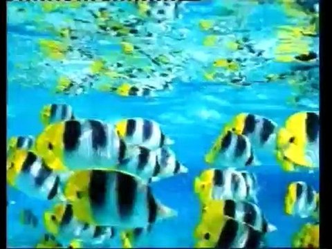 Les mécanismes imaginaires de l'évolution (partie 2)