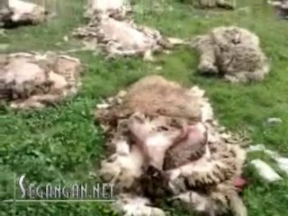 مشكلة الأزبال خلال عيد الأضحى