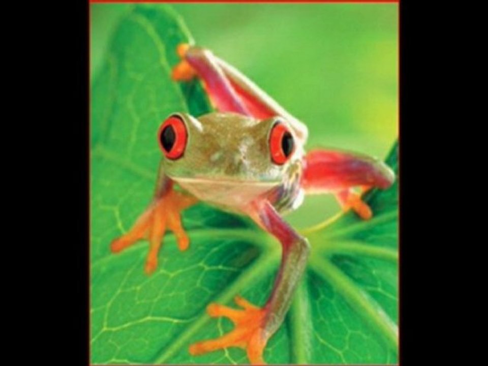 Au nom de l'amitié par Naleko(reprise)duo avec Atalozur