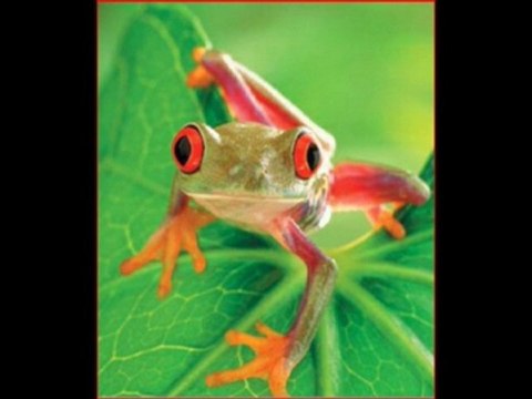 Au nom de l'amitié par Naleko(reprise)duo avec Atalozur