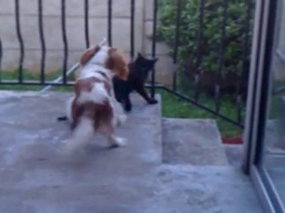 Chat Vs Chien