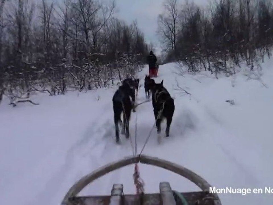 Chiens de traineau en Norvège