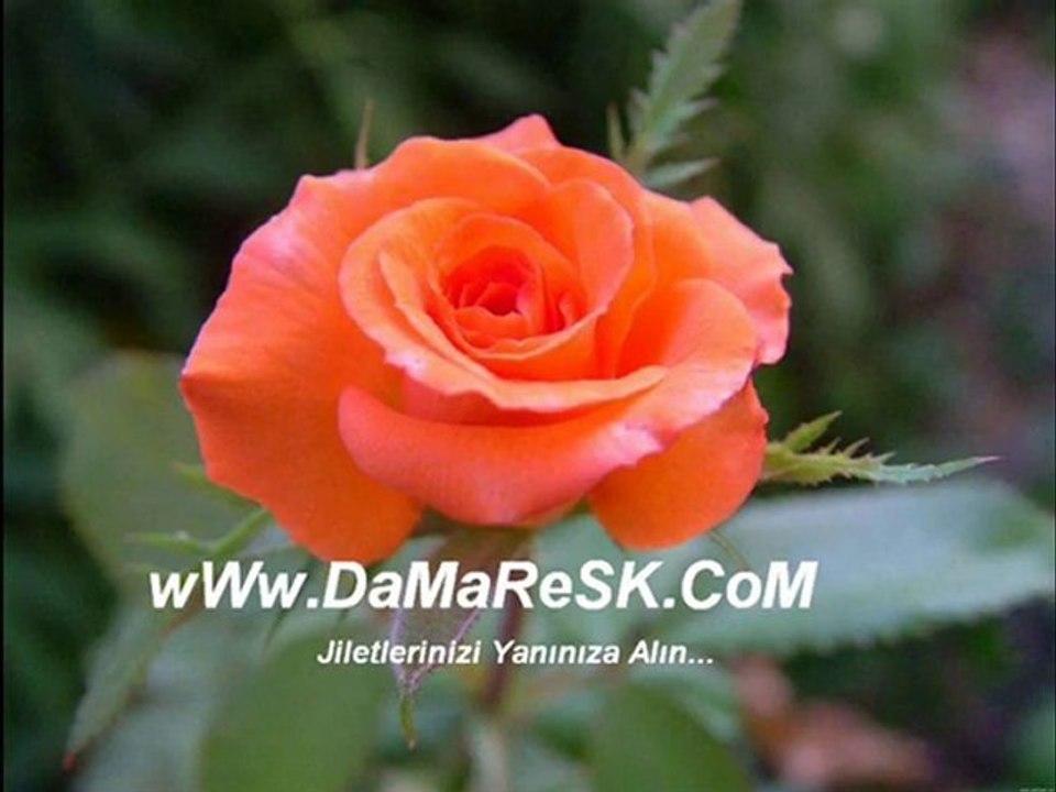 Akkuşlu Metin Sevenler Olmuş