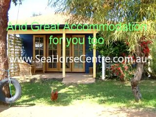 Sea Horse Centre Bed n Bale