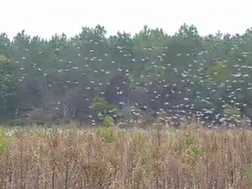 vol de palombes à ARUE (Landes)  - 5 novembre 2010