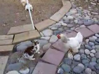 les lapins crétins vs les poules maboules