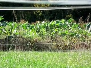 Un taureau de corrida peut il reconnaître son nom ?