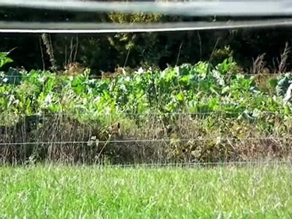 Un taureau de corrida peut il reconnaître son nom ?