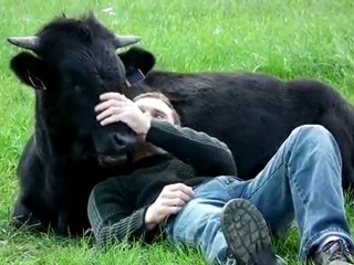 Faire la sieste avec un taureau de corrida
