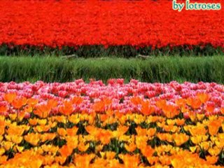 Efendim Benim-[Peygamberin Gülleri]