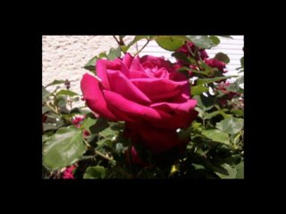 Une simple chanson dans le vent de Courlicoucou