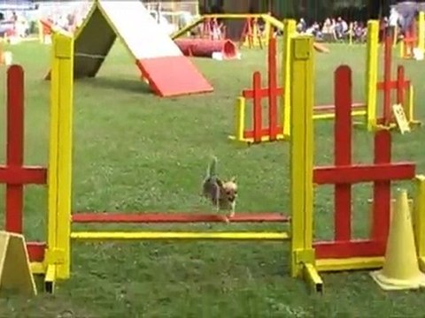 binkie agility ballan miré