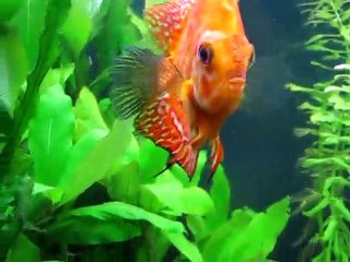 aquarium amazonien