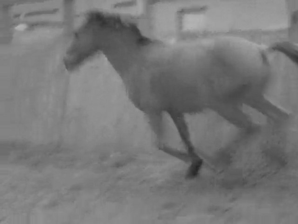 Freestyle Poney!