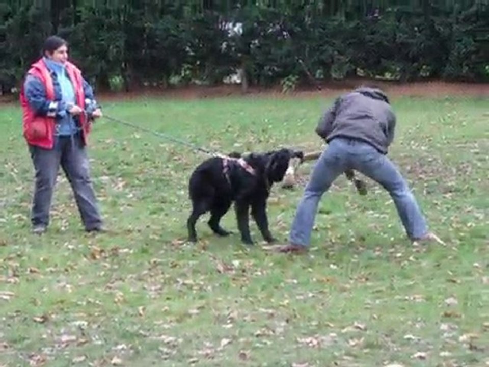 FRACASSE  HOVAWART 8 mois mordant sportif - nov 2010