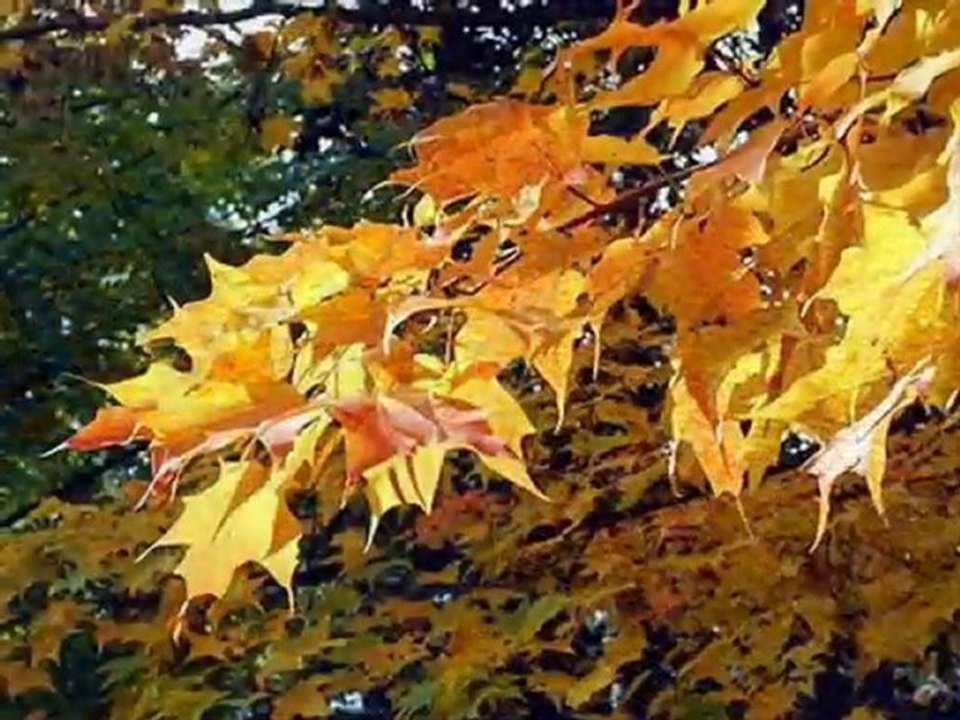 Andriy Danilko- Gathering Yellow Leaves- luckyoptimist.com