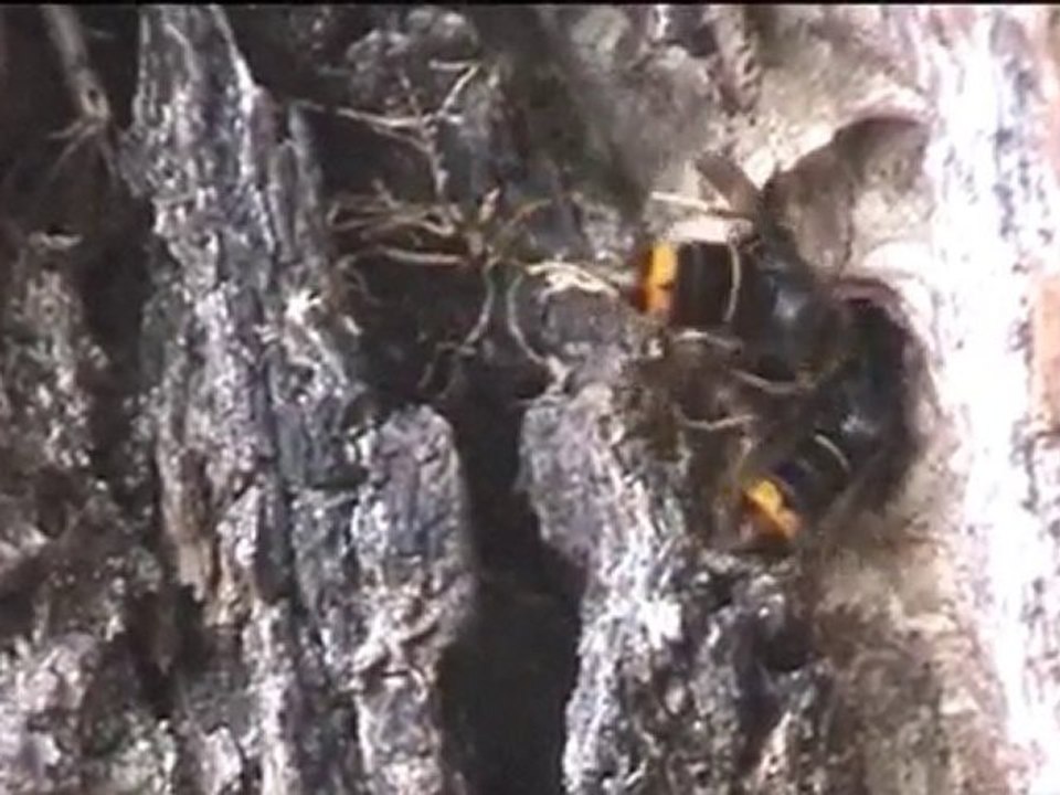 Vespa velutina Gros trafic à Vespa city